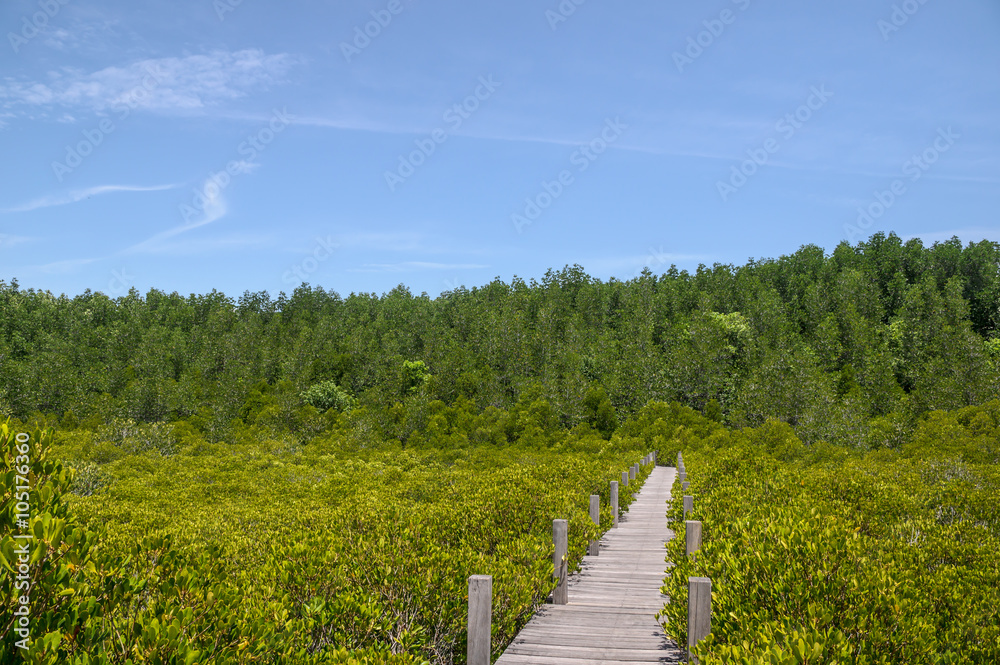 pathway in mangrove forest