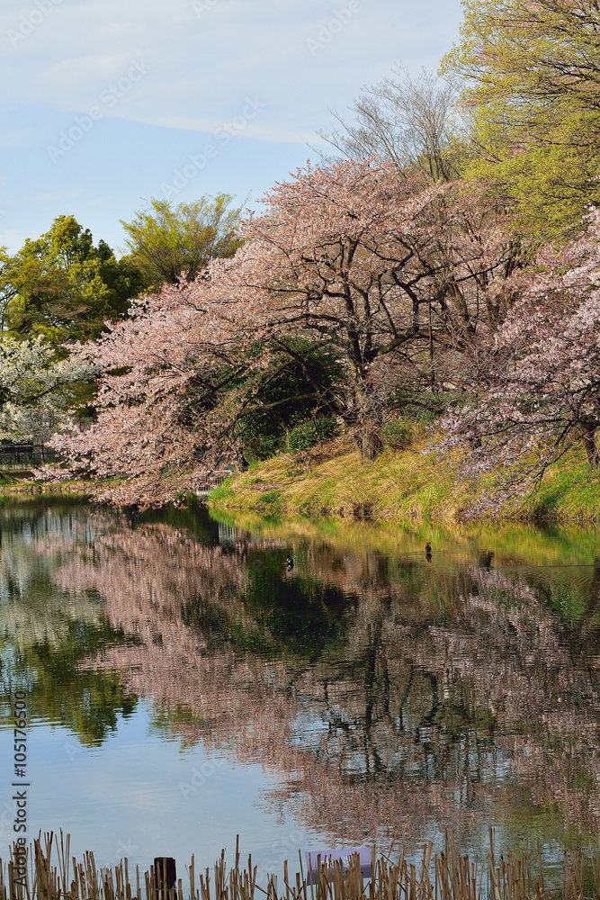 Cherry Trees are full bloom around pond in Japan Cherry Trees are full bloom around pond in Japan