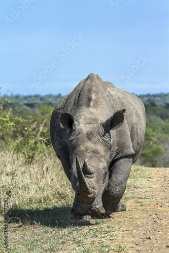 Southern white rhinoceros in Kruger National park, South Africa