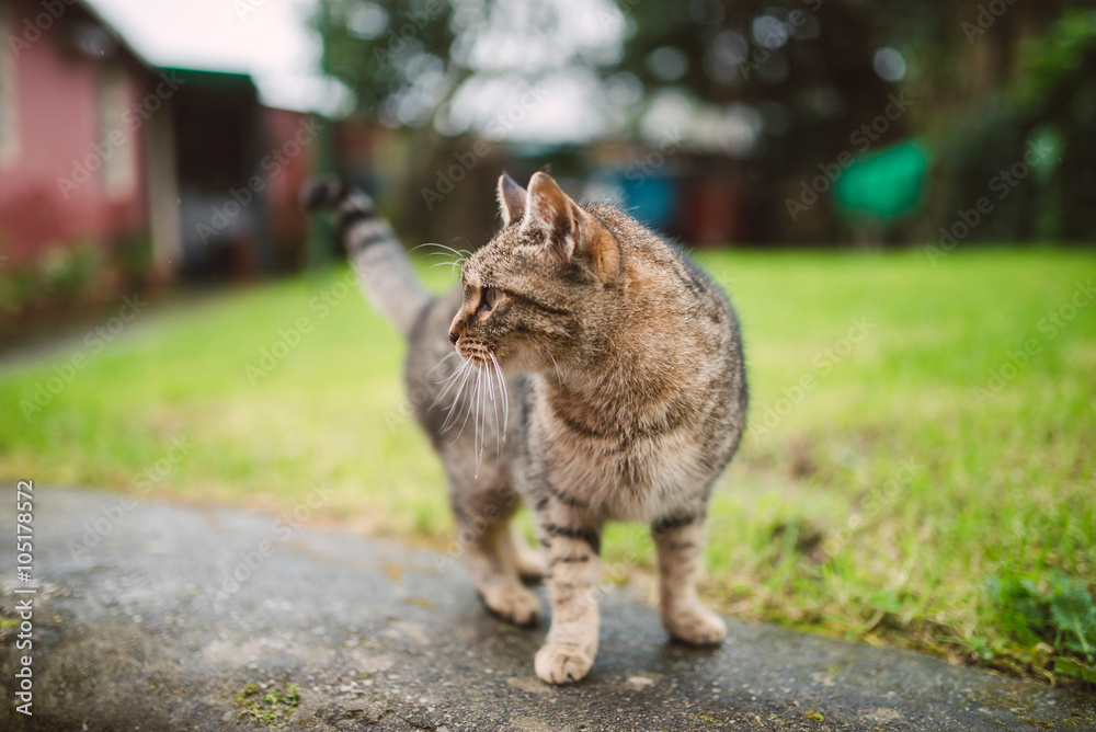 Obraz premium Tabby cat outdoors