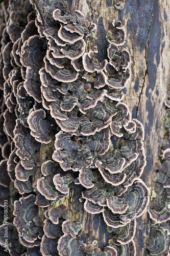 Bracket fungus growing on a fallen log, Avon Gorge, Bristol, England, UK.