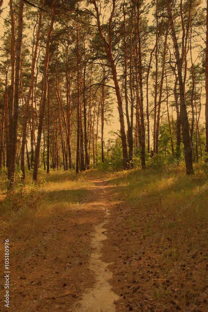 Obraz premium Path through a sunlit pine forest (vintage style)