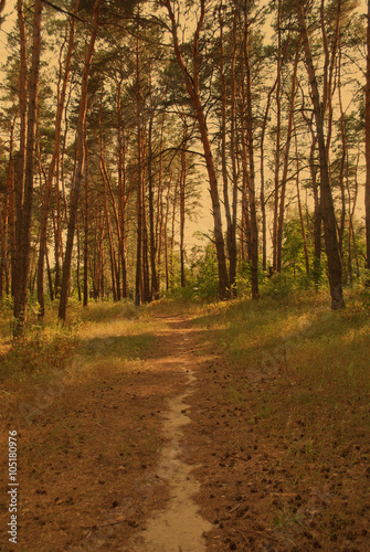 Path through a sunlit pine forest (vintage style)