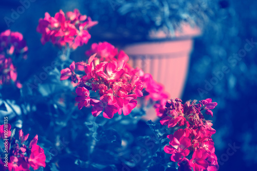 Fototapeta Naklejka Na Ścianę i Meble -  Vintage looking Geranium flowers