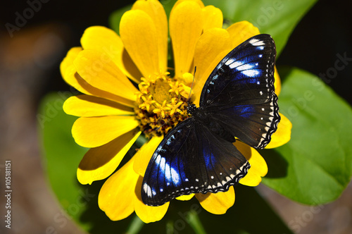 Blue Diadem Butterfly Latin name Hypolimnas salmacis on a yellow flower photo