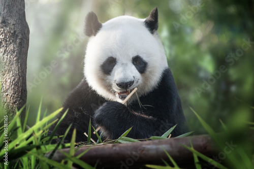 panda is eating