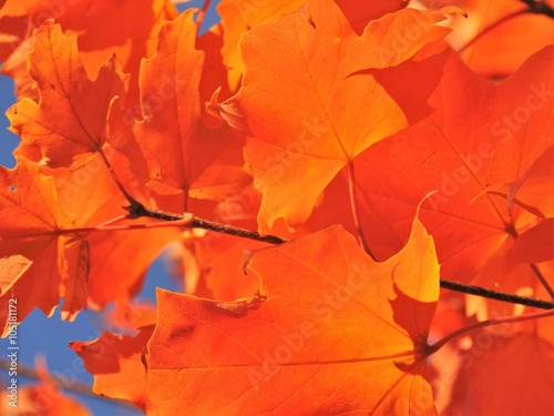 A close-up image of colourful Autumn leaves.