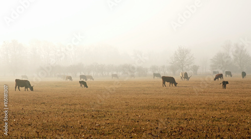 Cows on the meadow in the foggy autumn day