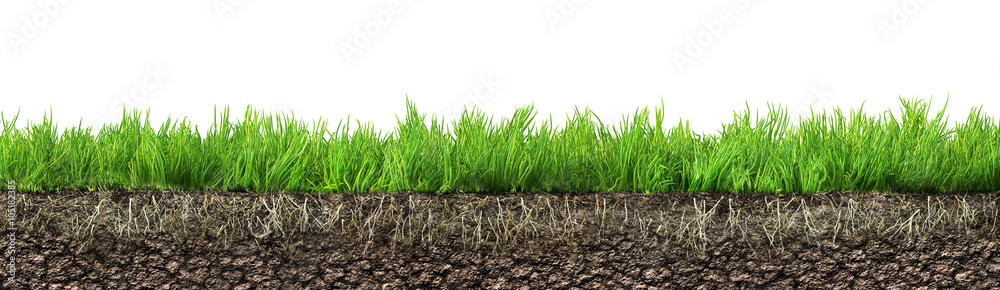 Fototapeta trawa z korzeniami i glebą