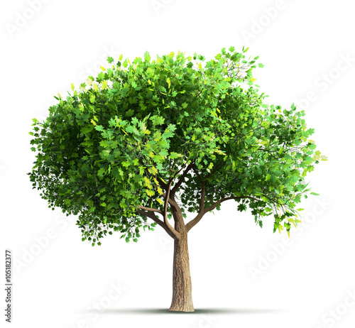 maple tree isolated