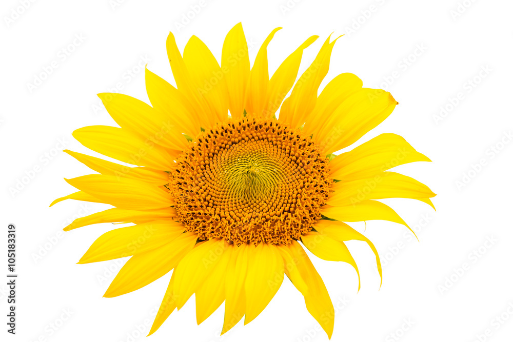 flower sunflower isolated