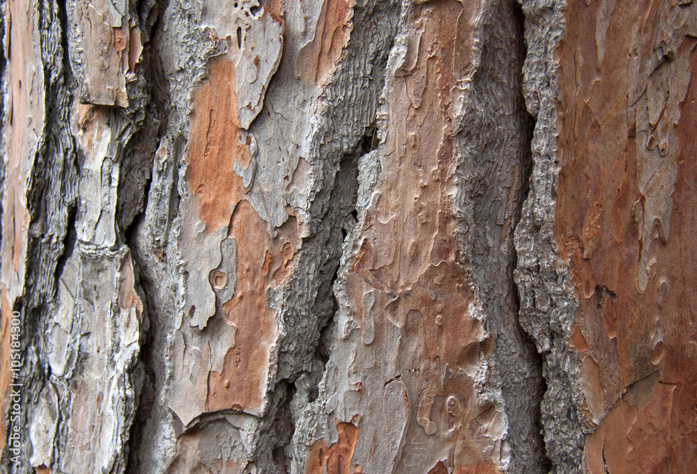 Texture of pine-tree bark Texture of pine-tree bark