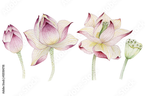 Lotus flowers painted in watercolor