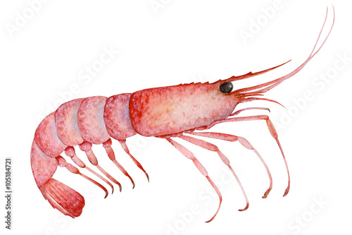 Shrimp painted with watercolors