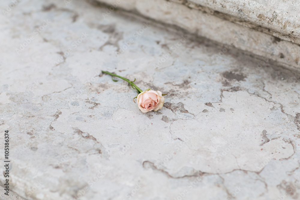 Obraz premium Gentle rose on a marble sairs