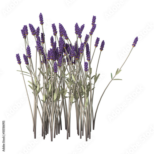 Fototapeta Naklejka Na Ścianę i Meble -  Lavender Flowers on White