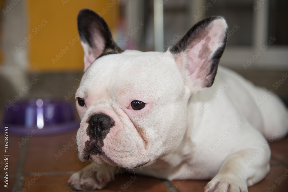 Front side French bulldog looks sad