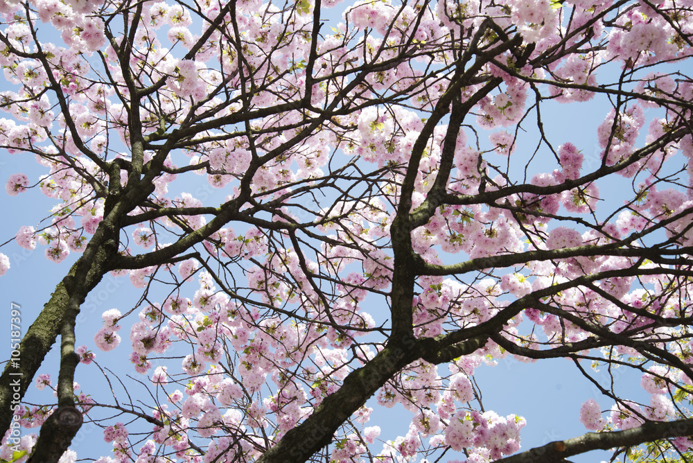 Cherry blossoms at Japan Mint Museum Cherry blossoms at Japan Mint Museum