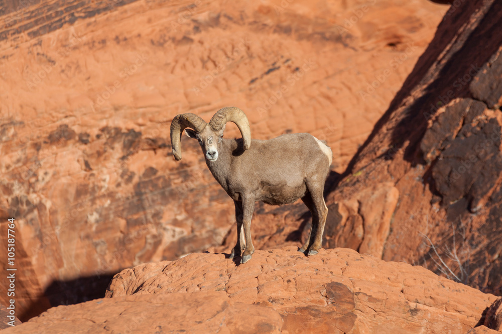 Desert Bighorn Sheep Ram Desert Bighorn Sheep Ram