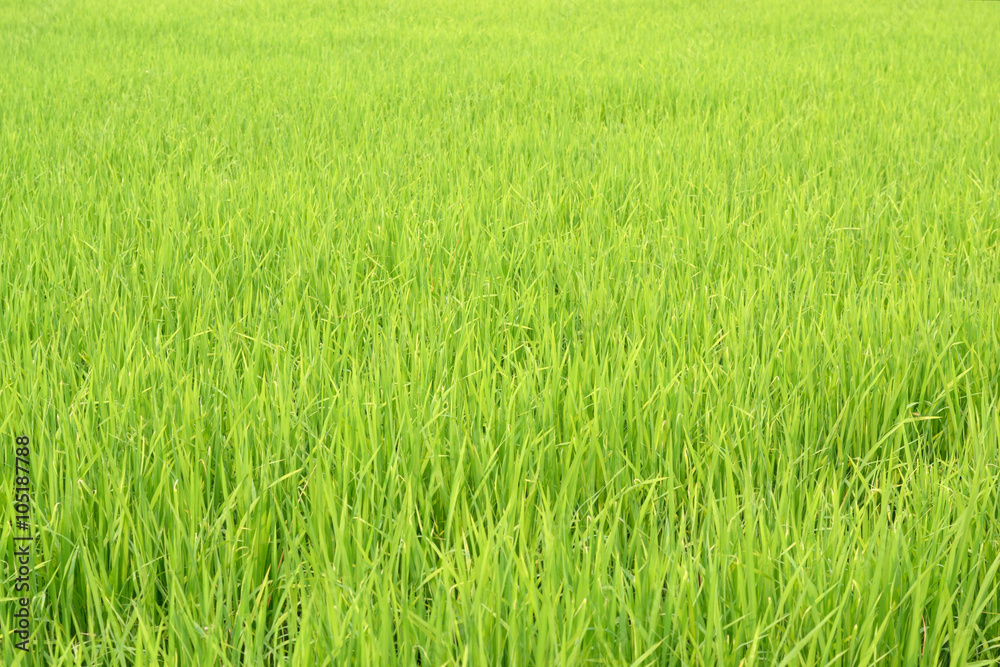 Green rice field