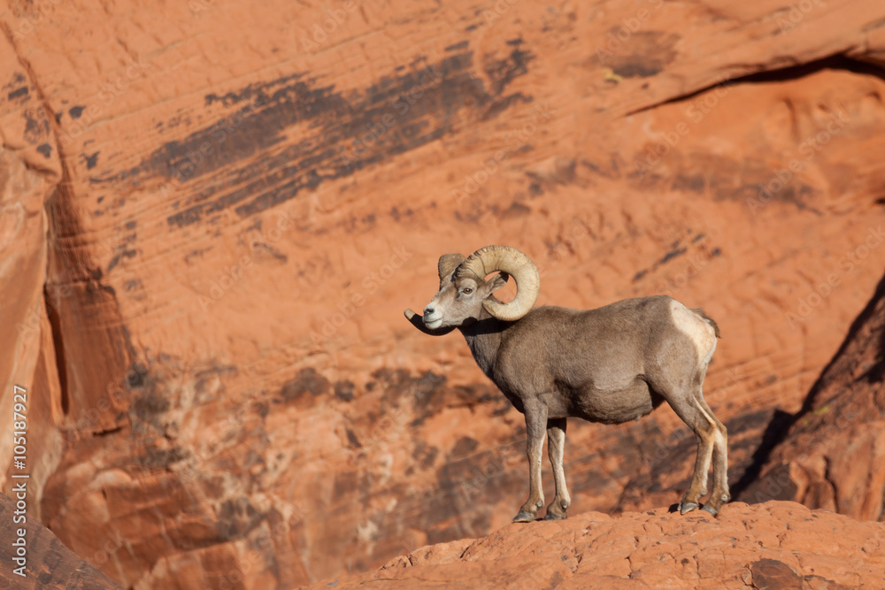 Fototapeta premium Desert Bighorn Sheep Ram