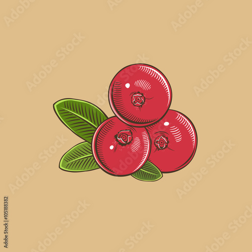 Cranberry in vintage style. Colored vector illustration