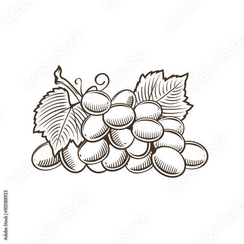 Grapes in vintage style. Line art vector illustration