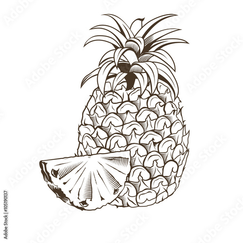 Pineapple in vintage style. Line art vector illustration
