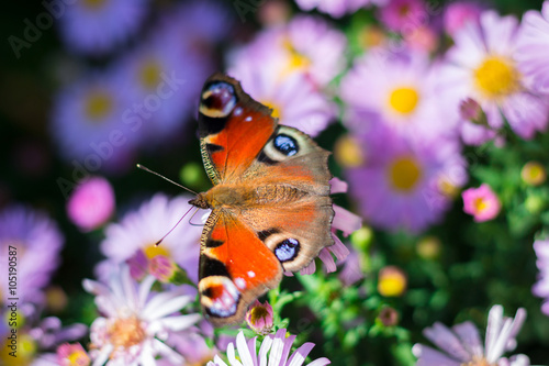Aster flower and butterfly