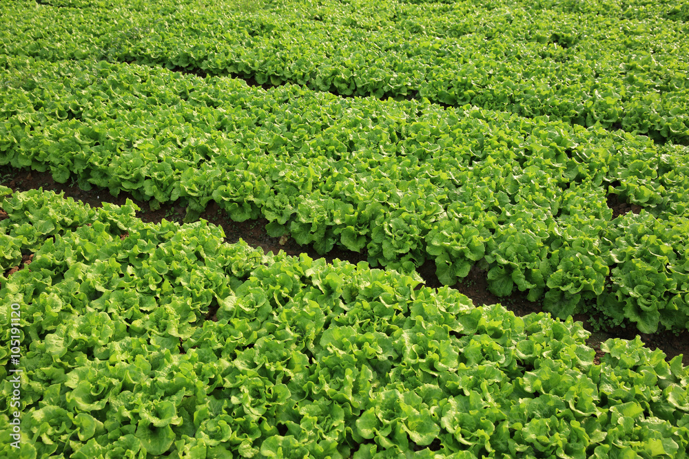 green lettuce crops in growth at vegetable garden green lettuce crops in growth at vegetable garden