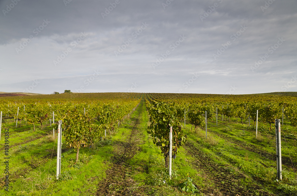 Harvesting period in the vineyard, Karnobat, Bulgaria