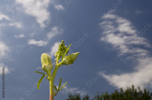 Okra or Gumbo, variety of herb green bloom on the sky