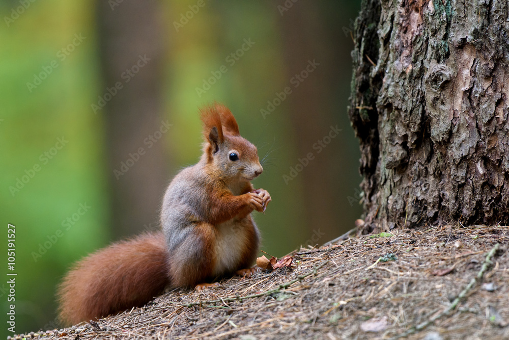 Squirrel snack for the tree Squirrel snack for the tree