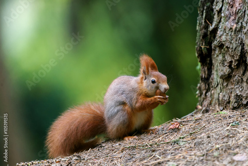 Squirrel snack for the tree © jonnycana