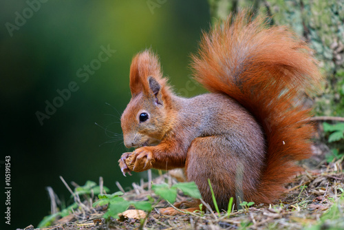 Squirrel picnic near a tree © jonnycana