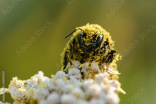 Bumblebee coated in pollen