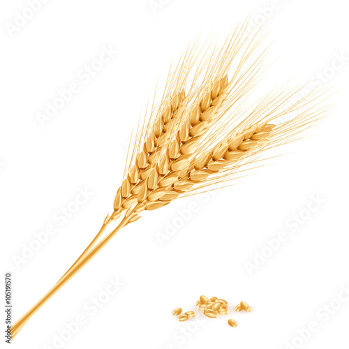 Wheat, realistic vector illustration