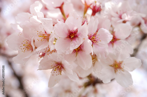 The beautiful cherry blossom Sakura