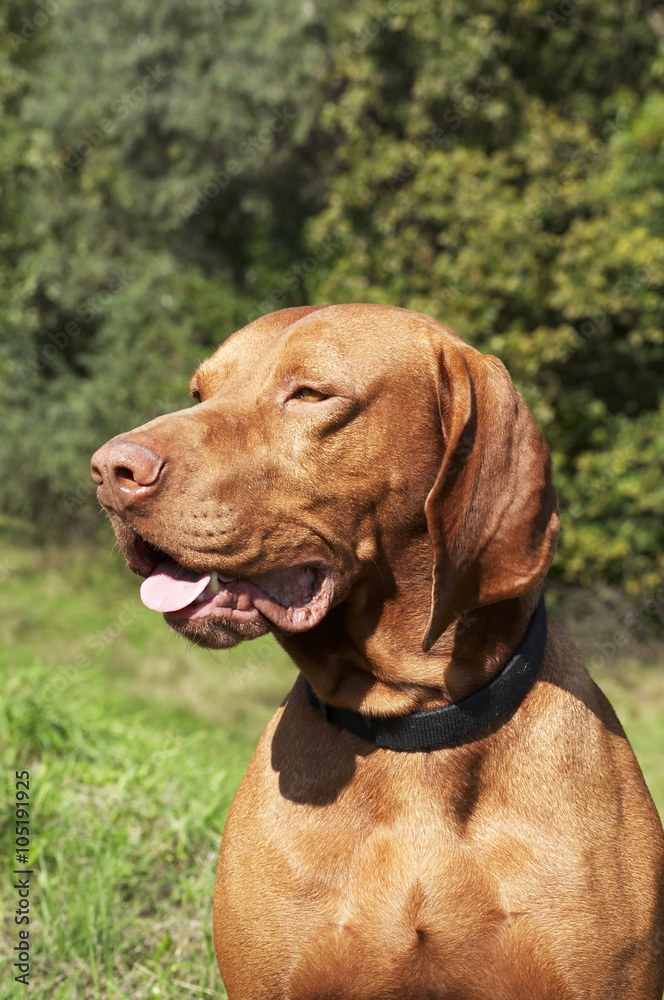 Hungarian vizsla portrait Hungarian vizsla portrait