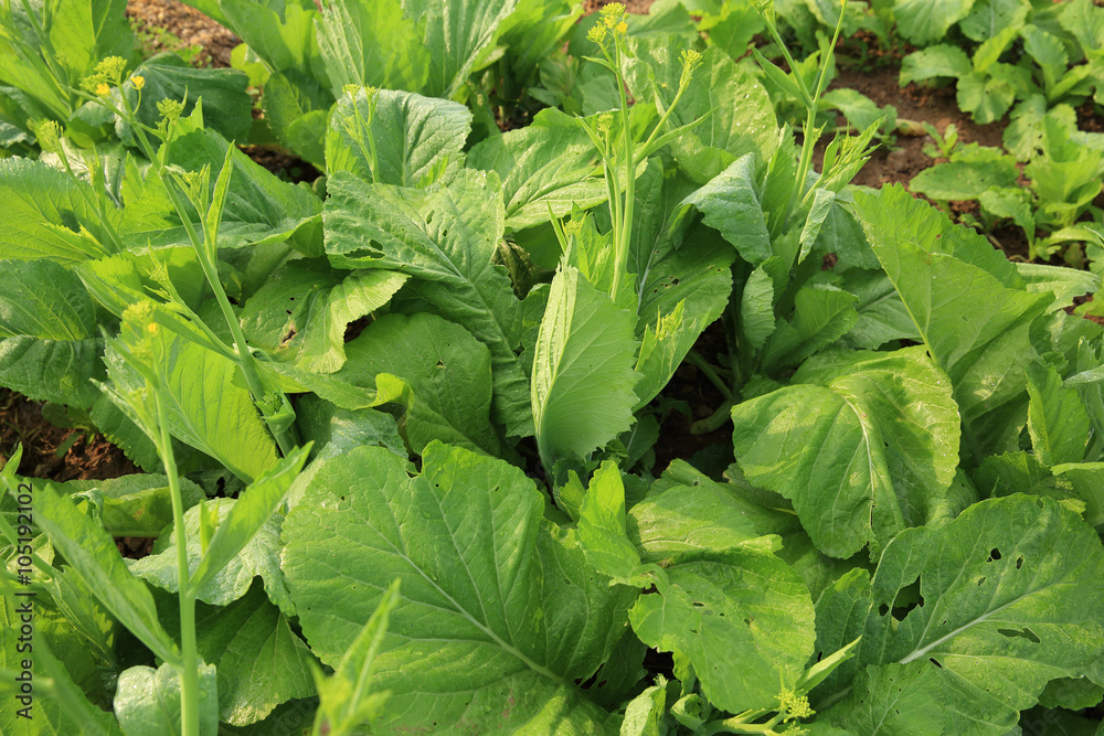 green leaf mustard in growth at vegetable garden green leaf mustard in growth at vegetable garden