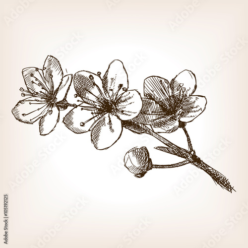 Cherry blossom hand drawn sketch vector