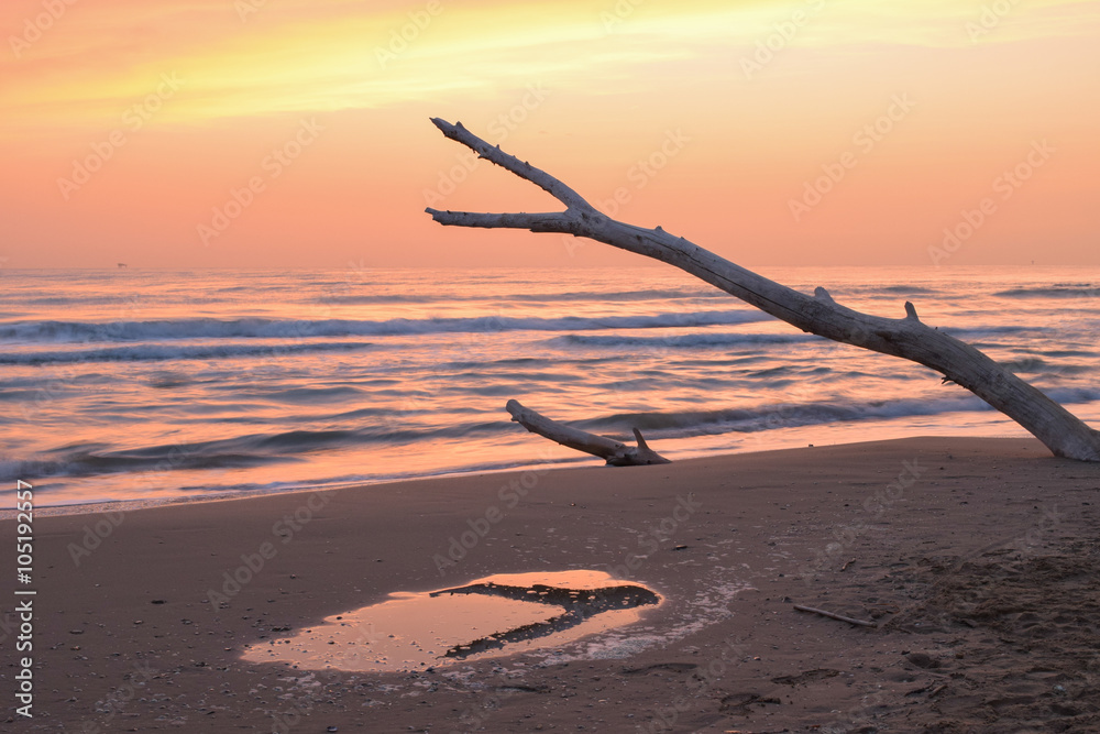 Sunrise on the beach, colored sky, driftwood