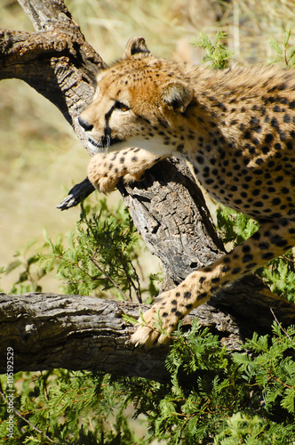Cheetah - Namibia