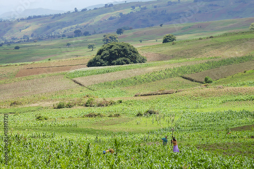 Farming Fields - Tanzania