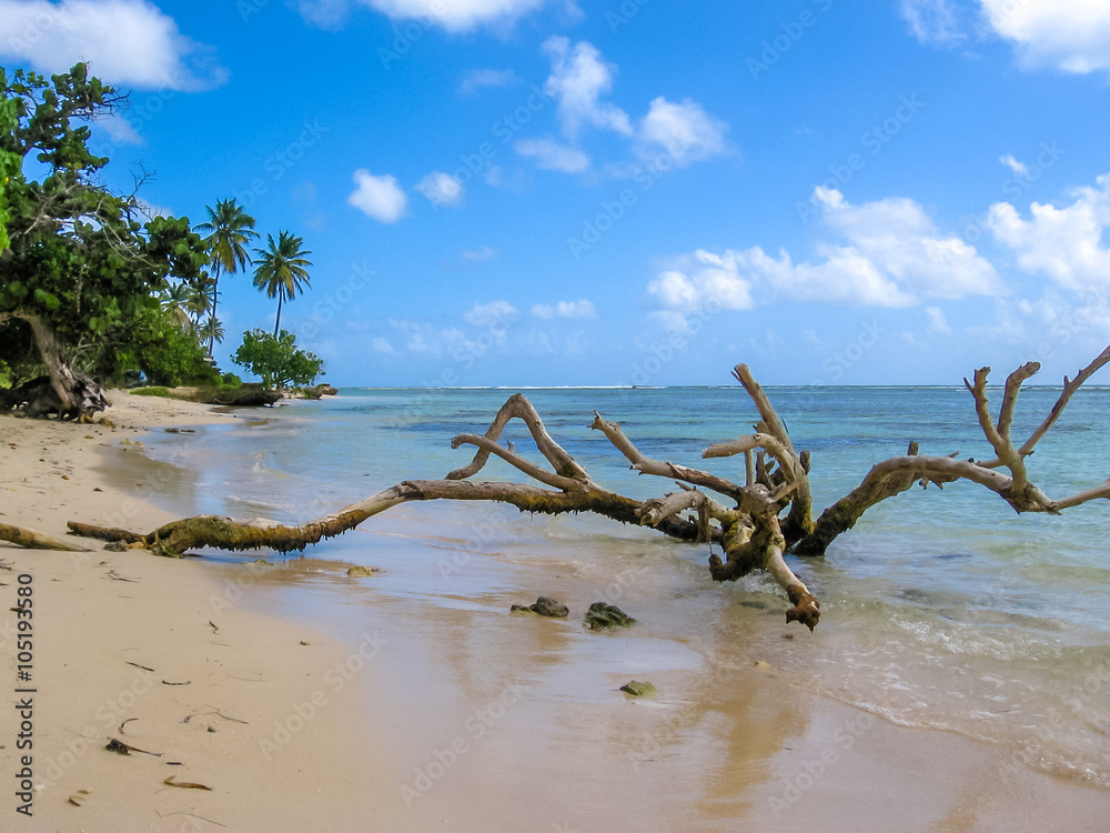 Wild coast of the island of Grande-Terre, Caribbean. Tree trunks in the sea, vegetation and palm trees on the beaches of Guadeloupe coast.