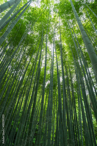 Fototapeta Naklejka Na Ścianę i Meble -  Bamboo Forest of Houkokuji (報国寺 竹林) in Kamakura, Japan 