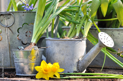 fleurs à bulbes dans différents pots en métal