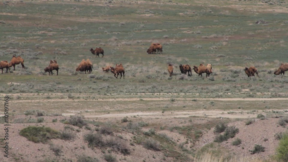 A herd of camels moving across the steppes A herd of camels moving across the steppes