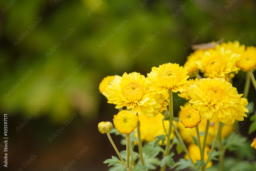 Marigolds flower in garden Marigolds flower in garden