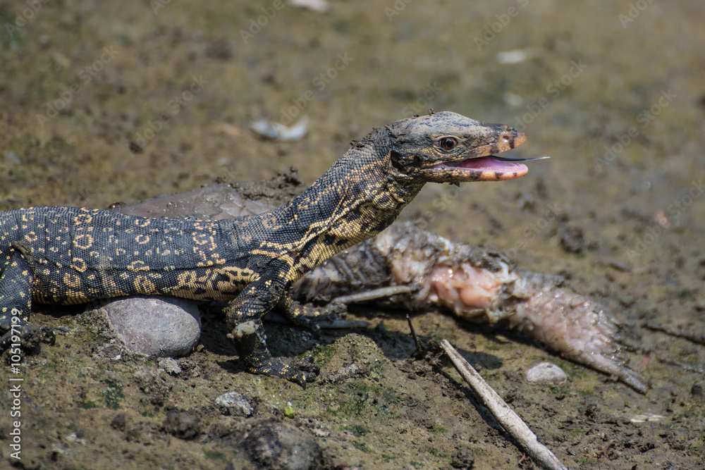little Varanus salvator eating rotten fish little Varanus salvator eating rotten fish